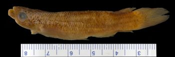 Media type: image; Ichthyology 29991